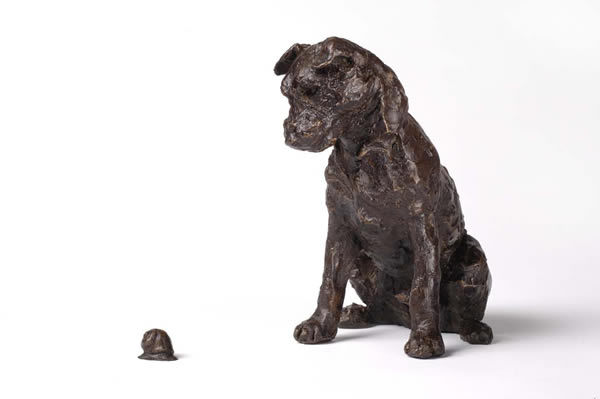 jaxson - border terrier